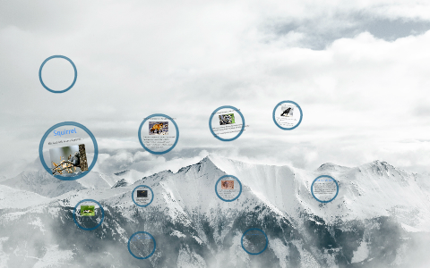 Food Chain (Squirrel) by Ambreen Mubarik on Prezi Biology Diagrams