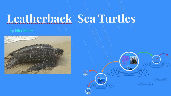 Leatherback Sea Turtles by Andrea Keller on Prezi
