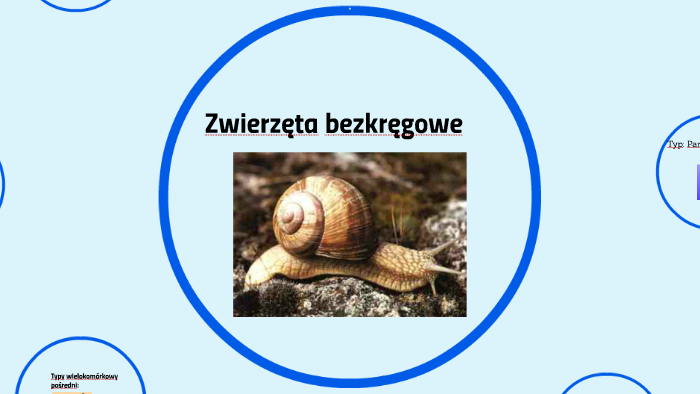 Zwierzęta bezkręgowe by Wiktoria Stasik