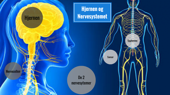 Hjernen Og Nervesystemet By Emmanuela Norfis On Prezi