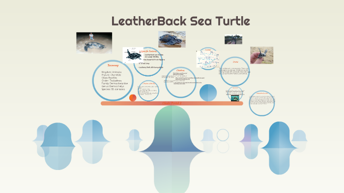 LeatherBack Sea Turtle by Claude Valery on Prezi