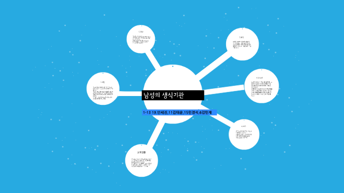 남성 생식계 정면도