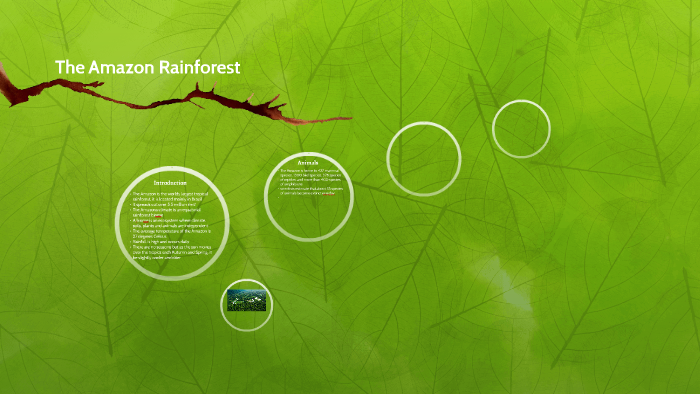 The Amazon Rainforest by Noemi Varga on Prezi