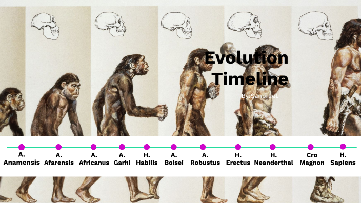 Evolution Timeline by sanpreet sohal on Prezi