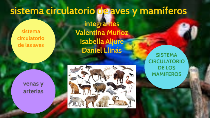 sistema circulatorio de aves y mamiferos by Daniel llinás on Prezi