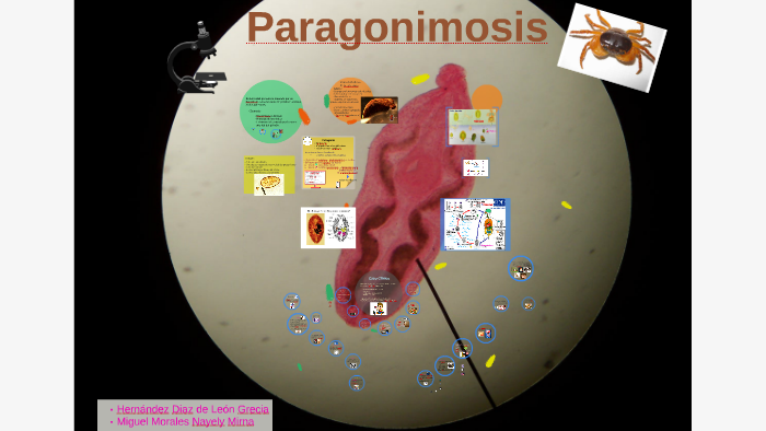 Paragonimosis by Greece Hdz on Prezi