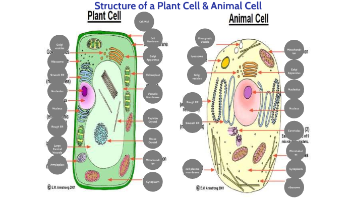 structures of plant and animal cells by Juli Kang on Prezi