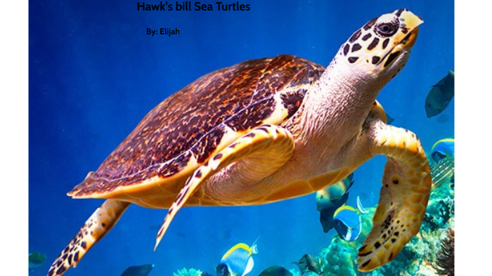 Hawksbill sea turtles by Elijah Boatwright on Prezi