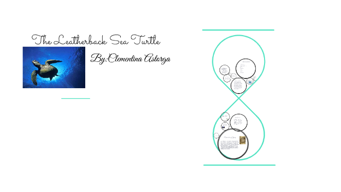 The Leatherback Sea Turtle by amy dickson on Prezi
