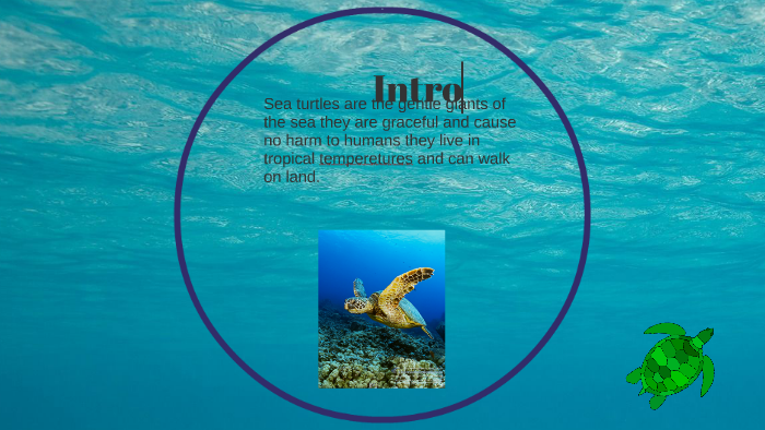 SEA TURTLES by Phoebe lewis on Prezi