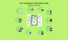 Cell Analogies Mall Plant Cell By Katherine Tinco On Prezi Next