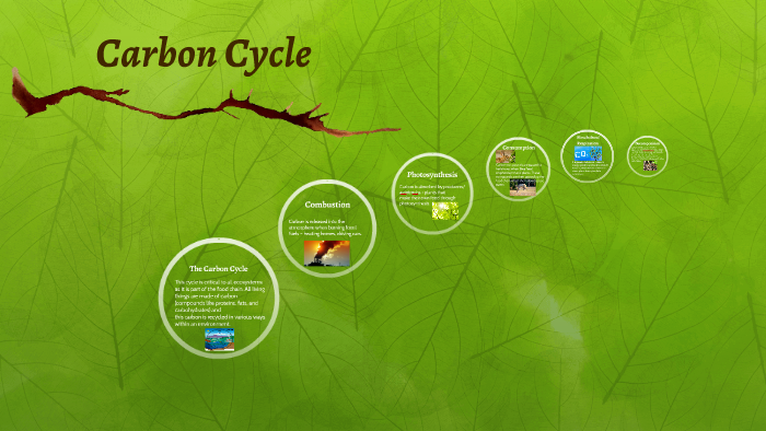Carbon Cycle by Kathryn Wood on Prezi