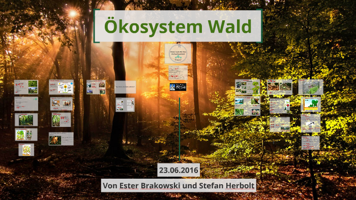 Ökosystem Wald - Ester B. Und Stefan H. By Ester Brkwsk On Prezi