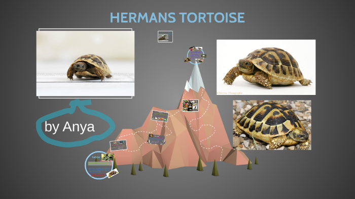 Hermann Tortoise By Anya Whelpdale