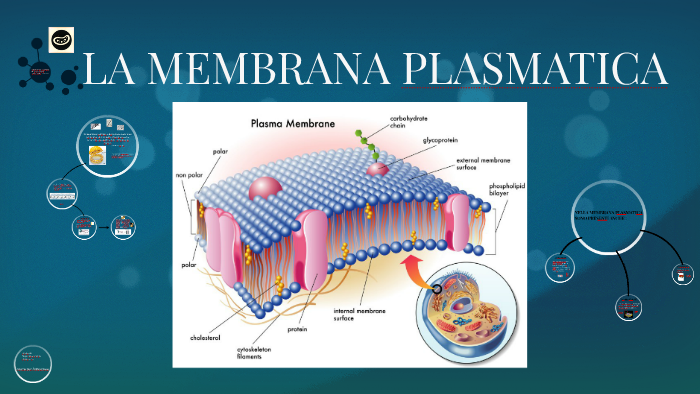 LA MEMBRANA PLASMATICA (scienze naturali) by maya abbondanza on Prezi