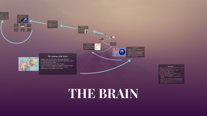 THE BRAIN by Ari A. on Prezi