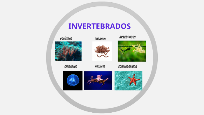 invertebrados cnidarios