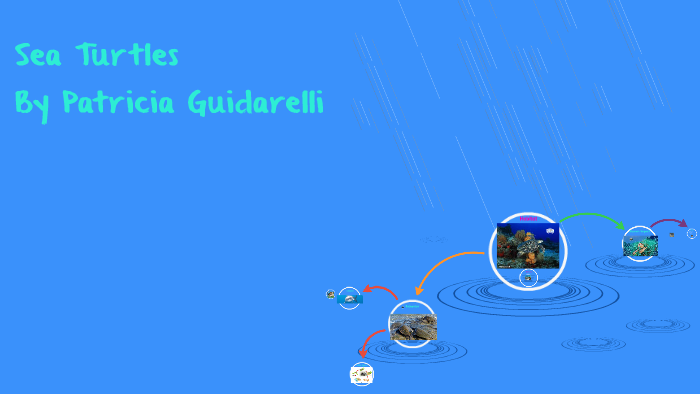 Sea turtles by MRs Haines on Prezi