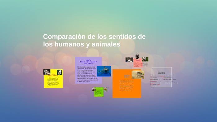 Comparación de los sentidos by jerónimo López Reina on Prezi