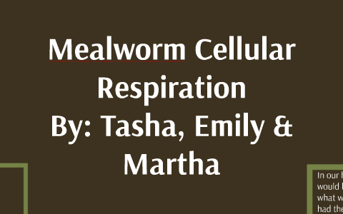 Mealworm Size Chart
