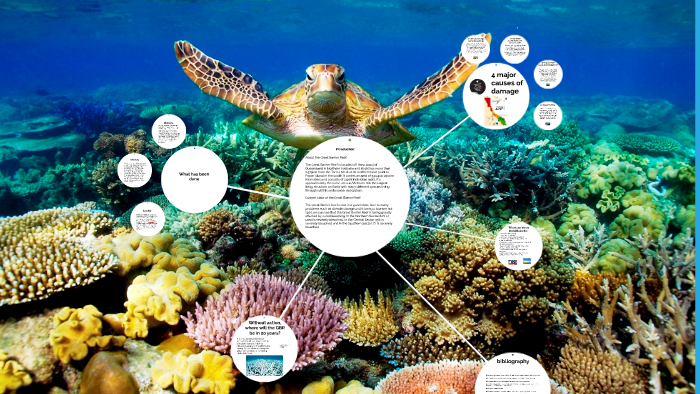 The Great Barrier Reef by Eva de Groot on Prezi