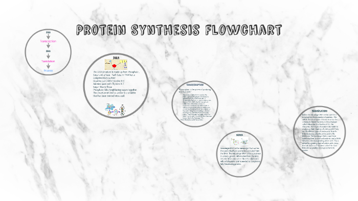 Protein Synthesis Flow Chart Answers