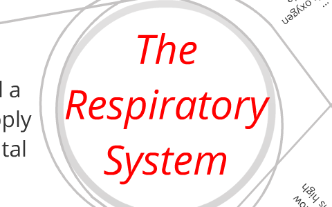 The Respiratory System by Respiratory System on Prezi