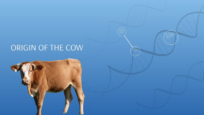 ORIGIN OF THE COW by Mason Mudge on Prezi