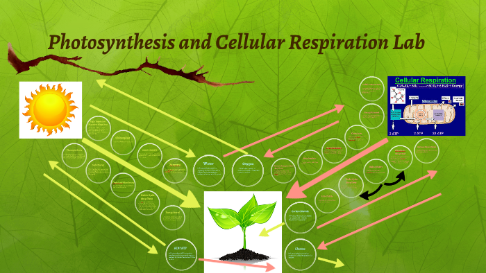 Photosynthesis and Cellular Respiration Lab by Grace Anderson on Prezi