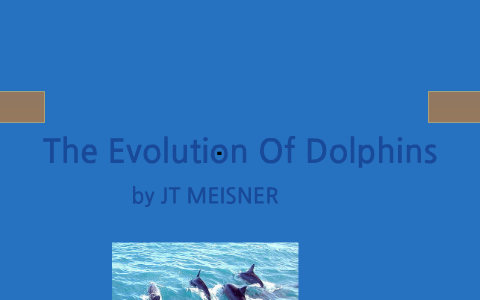 Evolution of dolphins by JT Meisner