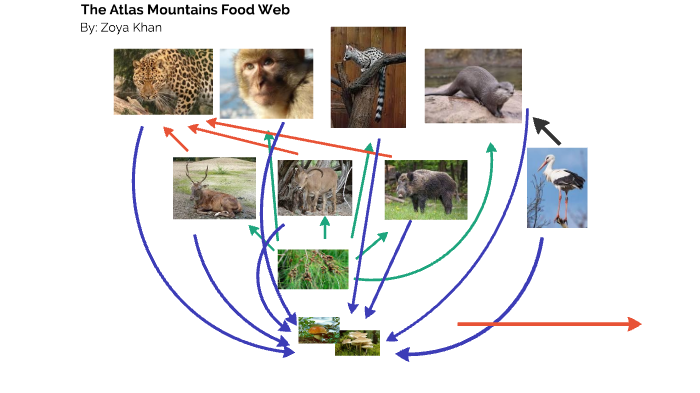 The Atlas Mountains Food Web by Zoya Khan on Prezi