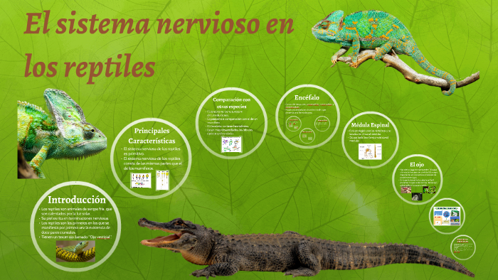 El sistema nervioso en los reptiles by sofia pulpon carrasco
