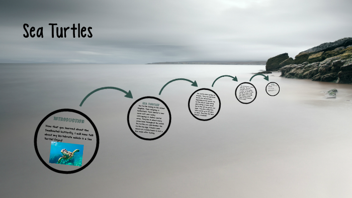 Sea Turtles by Natasha N on Prezi