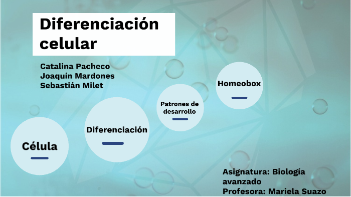 Diferenciación Celular Presentación By Catalina Pacheco Barbery On Prezi 4698