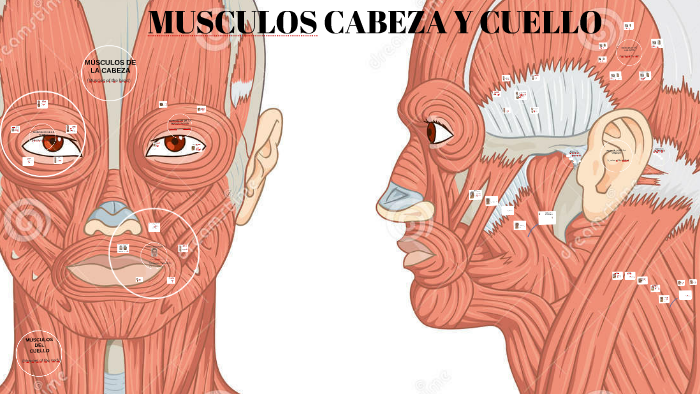 MUSCULOS CABEZA Y CUELLO by Valentina Martinez on Prezi Next