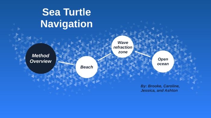 Sea Turtle Navigation by Caroline Sutherland on Prezi