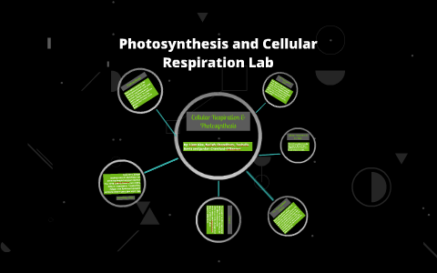 Photosynthesis and Cellular Respiration Lab by Tashelle Deedoo on Prezi