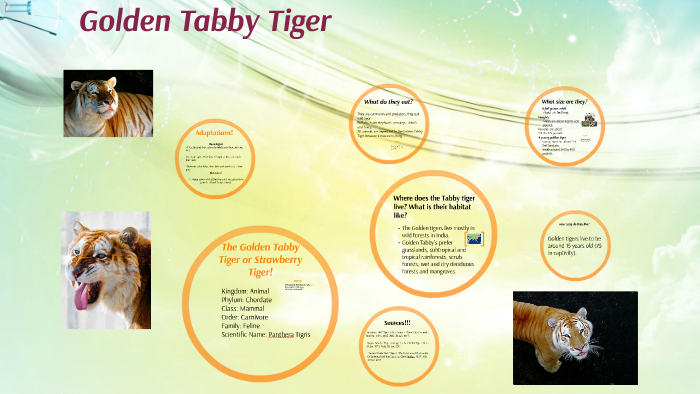 baby golden tabby tiger