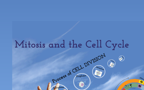 Mitosis and the Cell Cycle by Kim William on Prezi