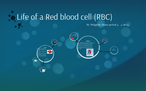 Life of a Red blood cell (RBC) by Briggette Stone on Prezi