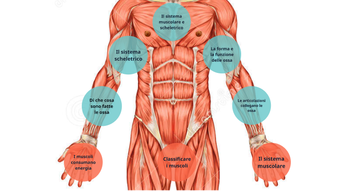 funzioni e organi del sistema muscolare