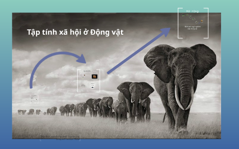 Tập tính xã hội ở Động vật by Nguyen Binh Minh on Prezi