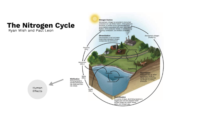 The Nitrogen Cycle Presentation by Paul Leon on Prezi