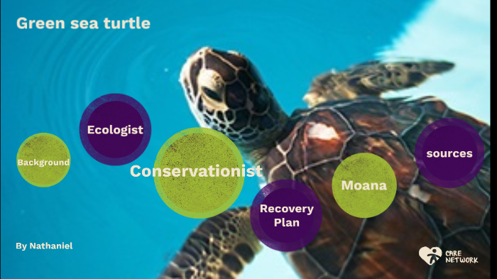 Green sea turtle by Nathaniel Zug on Prezi