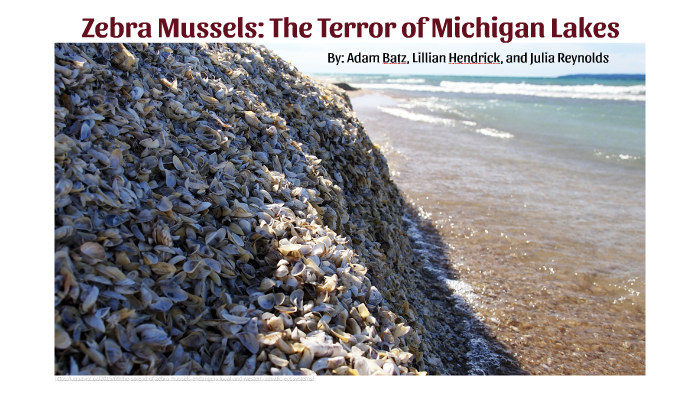 Zebra Mussels: The Terror of Michigan Lakes by lillian hendrick on Prezi