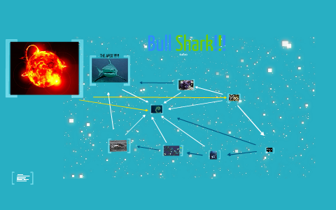 bull shark foodweb by Branden Gonzalez on Prezi