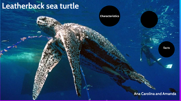 Leatherback sea turtle by Roger Sinhorelli on Prezi