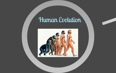 Human Evolution by Gaven Harper on Prezi
