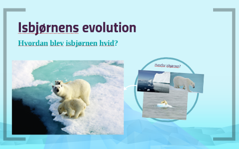 Isbjørnens evolution by Ruben Roig on Prezi Next