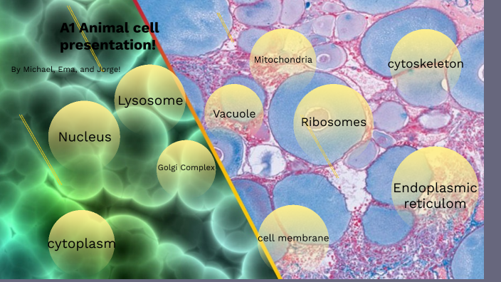 Animal Cell Presentaion Team A1 by Michael Sgroi Morillo on Prezi